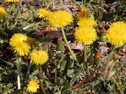 yellow dandelions and autumn foliage