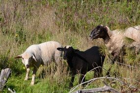 sheep and lambs outdoor scenery