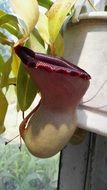 garden plant in a jug