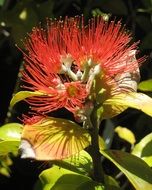 springfire like a flower
