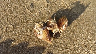 hermit crab sand beach nature