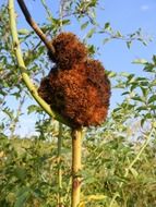 attacked disease fungus