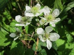 flowering blackberry shrub