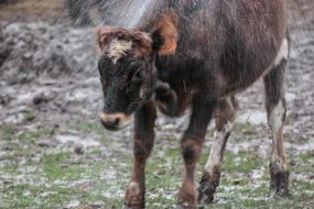 young cow near the pond