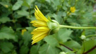 wild yellow forest flower