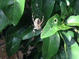 spider on a web among green leaves in the sun