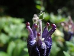 blue inflorescence like a bud