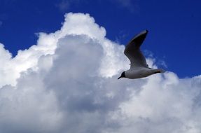 seagull against the cloudy sky