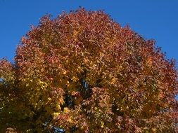 tree leaves autumn