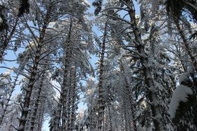 Beautiful landscape of winter forest