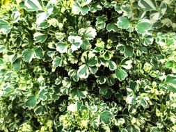 Natural green bush