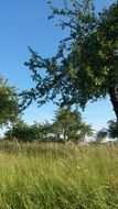 meadow tree sky