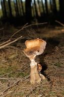 Lonely mushroom among the forest