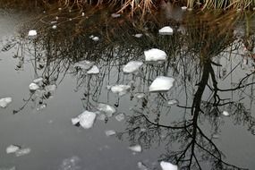 Ices in a water