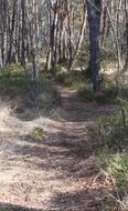 path between trees in the forest