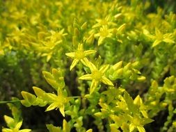 Flowering of the sedum acre