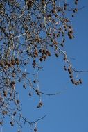 tree with spherical seeds
