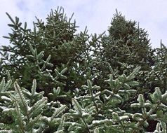 green firs in the snow in winter