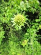 Flowering of the Scabiosa columbarium close-up