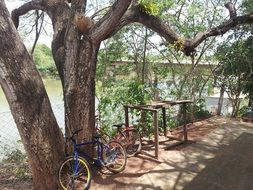landscape of bikes near tree on lake coast