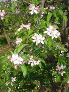 Apple-tree in bloom