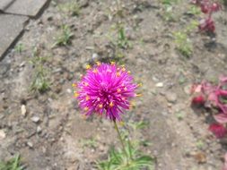 pink flower with yellow dots