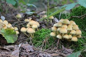 late october mushrooms