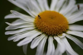 small insect on a white camomile