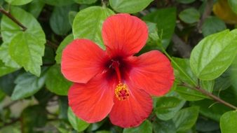 red hibiscus or mallow