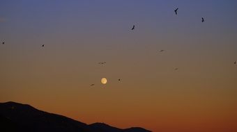 Birds on the background of the setting sun