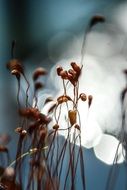 macro photo of moss seed pods