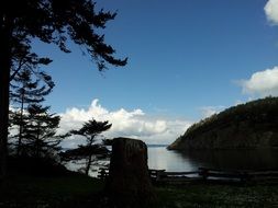 silhouette of trees on the beach near the ocean