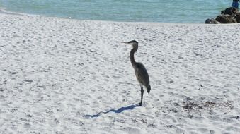 Beautiful and colorful heron bird on a sand near the water
