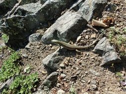 lizard among Grey Stones