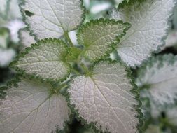 silver nettle