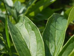 green foliage of plants in the forest