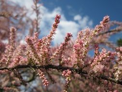 flowering shrub of tamarix gallica