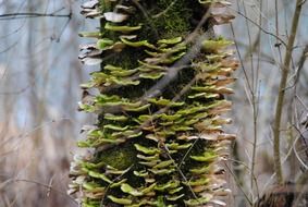 green leaves on a tree trunk