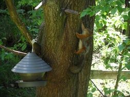 squirrels in a summer park