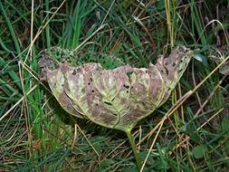 withered fall plant leaf