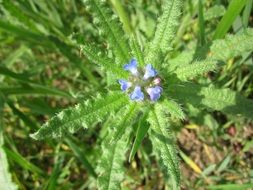 anchusa arvensis plant