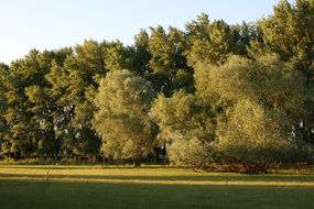 green meadow in front of the forest