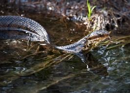 water moccasin snake