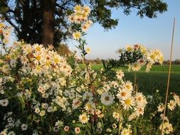 thickets of white daisy closeup