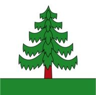 Picture of green pine tree