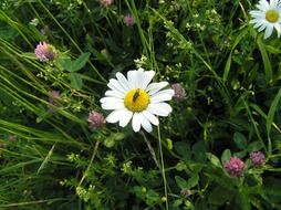 lonely dasy flower