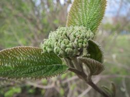 viburnum lantana wayfarer tree