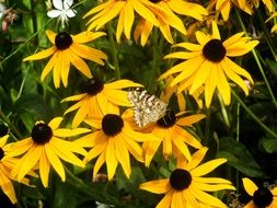 Butterfly among yellow flowers