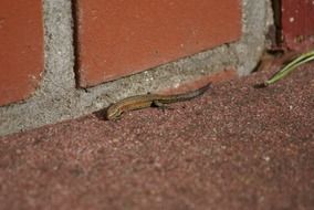 lizard reptile at night