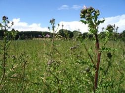 spiny plant on the field